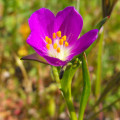 Calandrinia ciliata