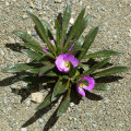 Calandrinia colchaguensis