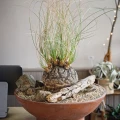 Calibanus hookeri