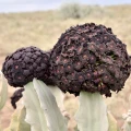 Caralluma acutangula