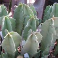 Caralluma Acutangula