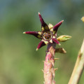 Caralluma adscendens