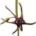 Caralluma arachnoidea