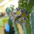 Caralluma burchardii