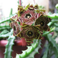 Caralluma crenulata