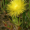 Carpanthea pomeridiana