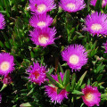 Carpobrotus acinaformis