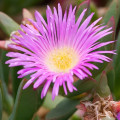 Carpobrotus aequilaterus