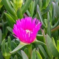 Carpobrotus chilensis