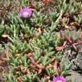 Carpobrotus Chilensis