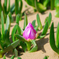 Carpobrotus deliciosus
