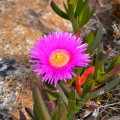 Carpobrotus dimidiatus