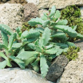 Carruanthus peersii