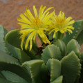Carruanthus ringens