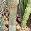 Cephalocereus Columna-trajani