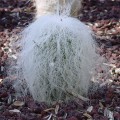 Cephalocereus Senilis