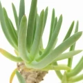 Cephalophyllum alstonii