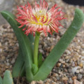 Cephalophyllum caespitosum