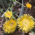 Cephalophyllum corniculatum