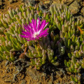 Cephalophyllum curtophyllum