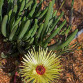 Cephalophyllum diversiphyllum