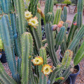 Cereus