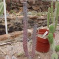 Cereus Aethiops