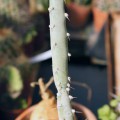 Cereus Albicaulis