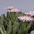 Cerochlamys gemina