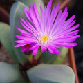 Cerochlamys pachyphylla