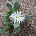 Cerochlamys pachyphylla 'Albiflora'
