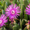 Cerochlamys purpureostyla