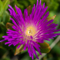 Cerochlamys trigona