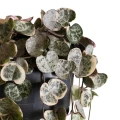 Ceropegia