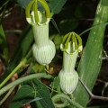 Ceropegia ampliata