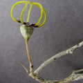 Ceropegia armandii