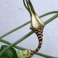 Ceropegia ballyana