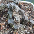 Ceropegia bosseri