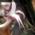 Ceropegia Stapeliiformis