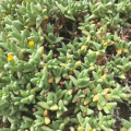 Chasmatophyllum braunsii