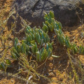 Chasmatophyllum musculinum