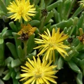 Chasmatophyllum nelii