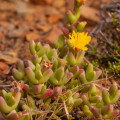 Chasmatophyllum stanleyi