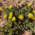 Chasmatophyllum willowmorense