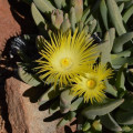 Cheiridopsis acuminata