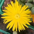 Cheiridopsis amabilis
