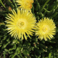 Cheiridopsis aspera