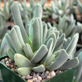 Cheiridopsis candidissima