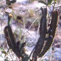 Cipocereus Crassisepalus