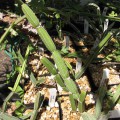 Cissus Phymatocarpa